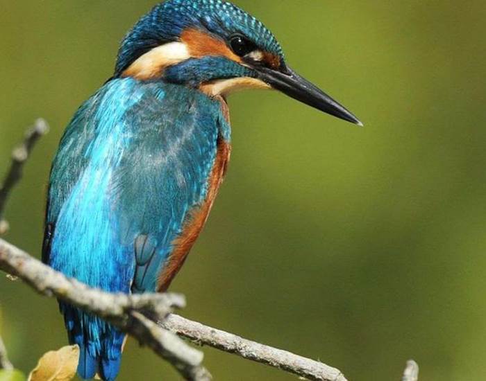 Ecotourisme et canoë : martin pêcheur